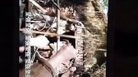 江湖學院爆笑片段