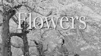 [日本] 花 / 戀戀凡花 / 花戀物語 (2010) Flowers