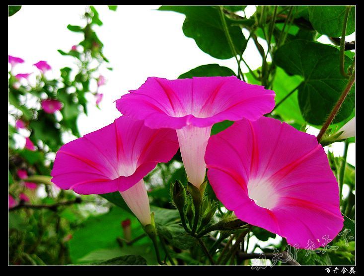 http://www.omega3-ala.com/pics/default/download/dcb40c13d18d8d8d33530ded3da2637c.jpg