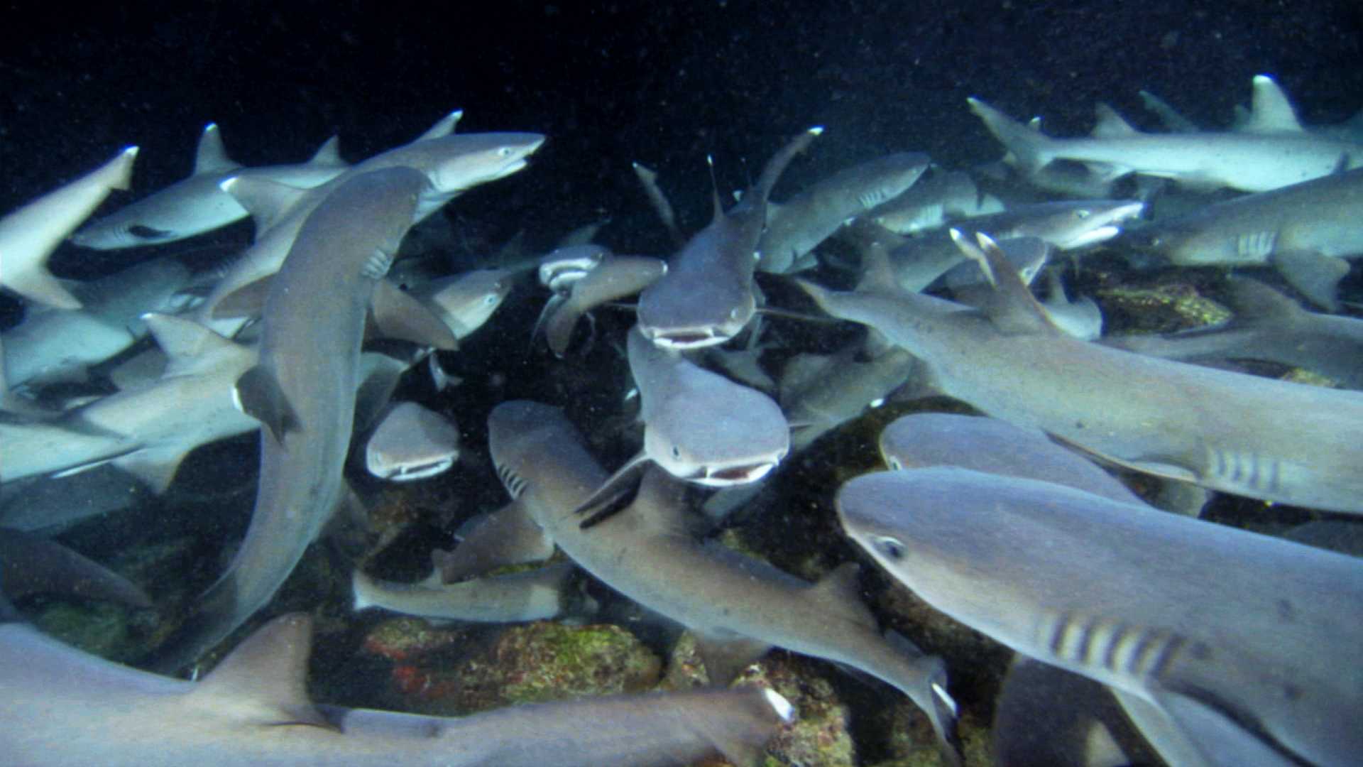 http://www.omega3-ala.com/pics/default/download/dcdc861d0cd542e8d027b394c82c259c.jpg