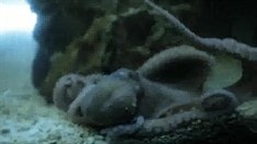 預告片