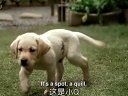 導盲犬小Q北美上映人狗真情相伴