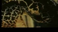 科普：世界上最高的動物長頸鹿交配繁衍后代