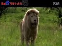 電影《白獅》預告