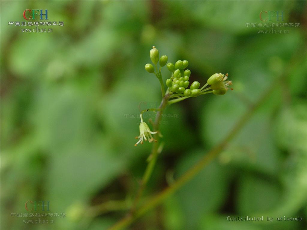 http://www.omega3-ala.com/pics/default/download/eb8b282fcd18676733e0f78e3f4e5ba6.jpg