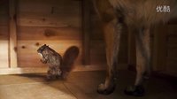 貓狗大戰2 Cats Dogs The Revenge of Kitty Galore 2010
