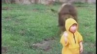 兩歲小男孩動物園看獅子 轉身后竟發(fā)生這一幕