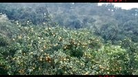 中華誦 MV展播 石門橘紅又一年