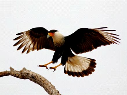 http://www.omega3-ala.com/pics/default/download/efa92fe5de6e5b6902d534b3fad97b8f.jpg