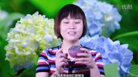 護視教程薰衣草精油的提取及使用方法