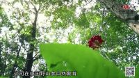 2016年白山傳奇宣傳片