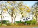 花樣少年少女預(yù)告第一集篇