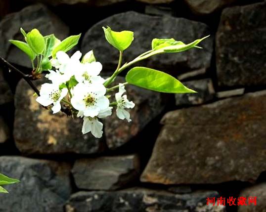 http://www.omega3-ala.com/pics/default/download/f3bdca0a06924b28c602f1357d68e8e4.jpg