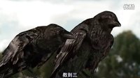 烏鴉偷吃玉米，結(jié)果被稻草人嚇跑，好可愛