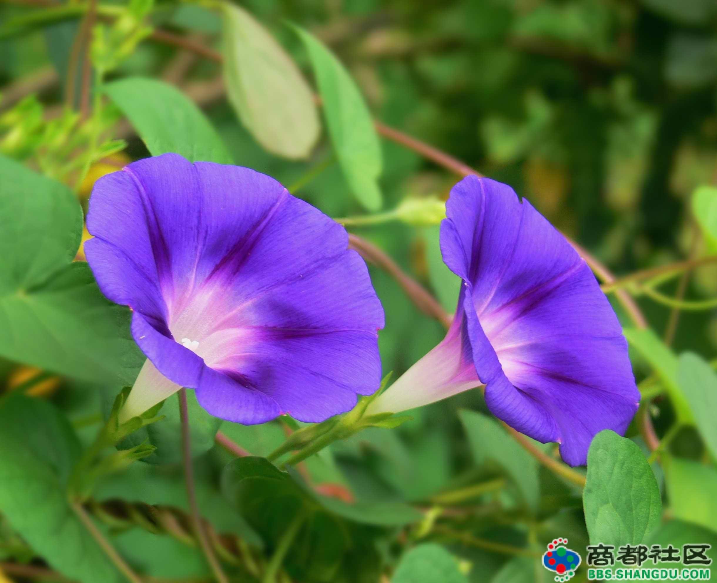 喇叭花形態(tài)圖