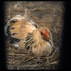http://www.omega3-ala.com/pics/default/download/f9f8e2e52eb0cadb147ba795a635a981.jpg