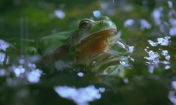 http://www.omega3-ala.com/pics/default/download/fbec0e388cd1db007b40561119d0351e.jpg