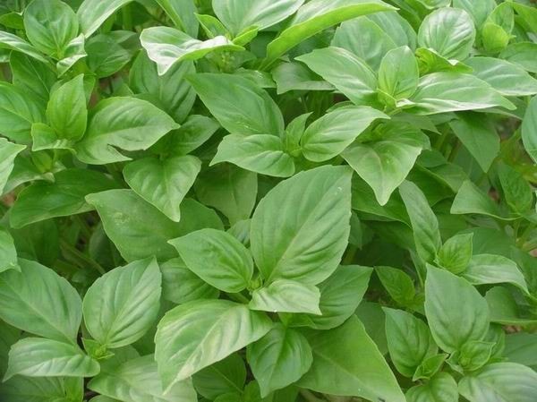 http://www.omega3-ala.com/pics/default/download/fd157009e301de024117d8b961729a5d.jpg